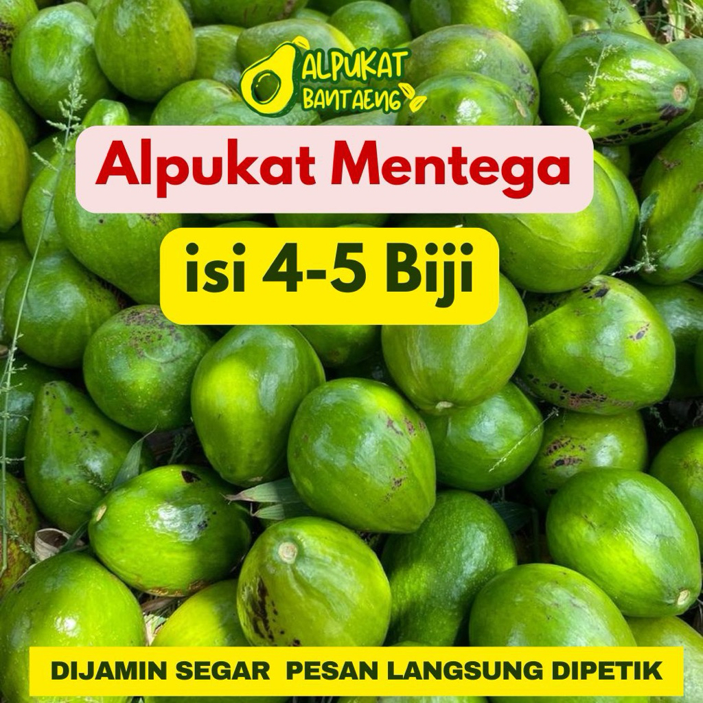 

Alpukat Mentega Murah dan Segar 4-5 biji