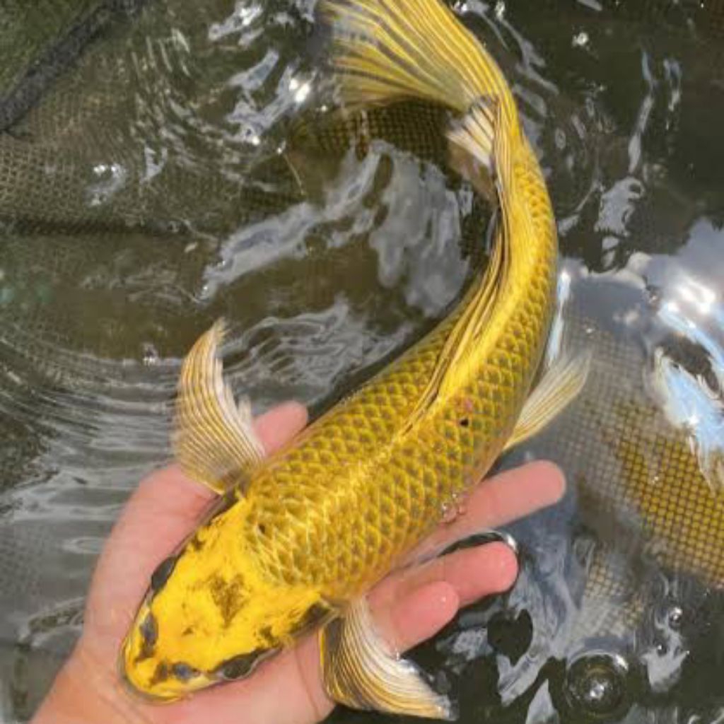 Paket koi 10-13cm mukashi slayer calon jumbo hiasan kolam dan aquarium