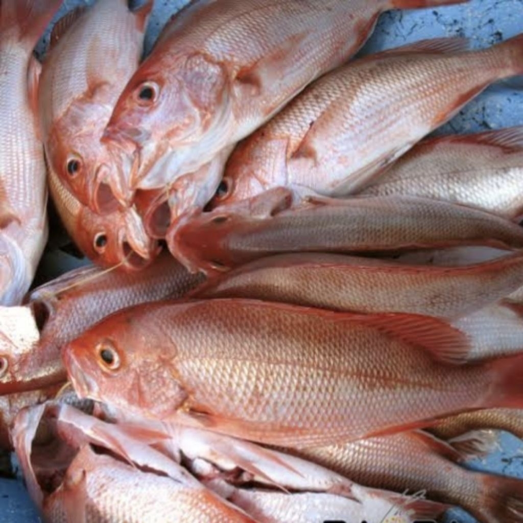 

KAKAP Merah Ikan Segar 500gr Fresh Market Pasar Pagi Pontianak