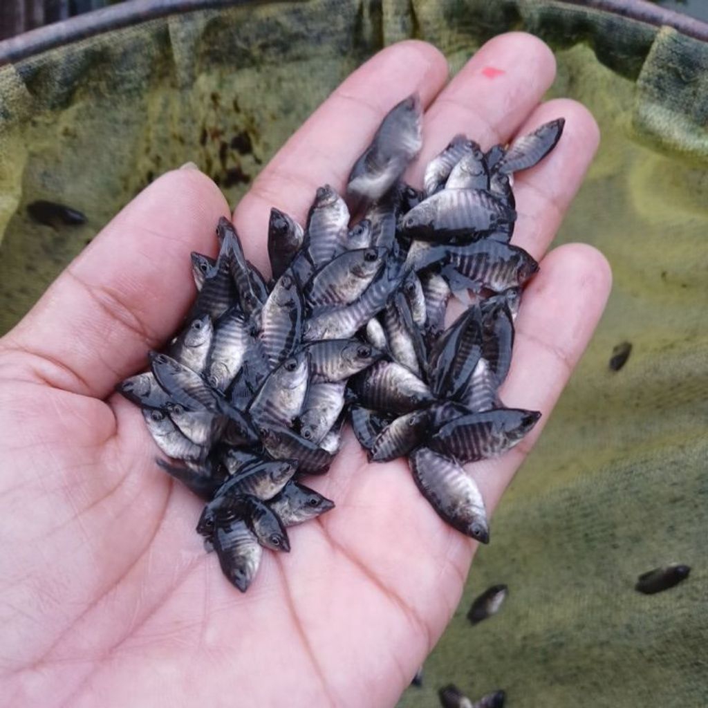 

paket 30ekor gurami soang nguaci