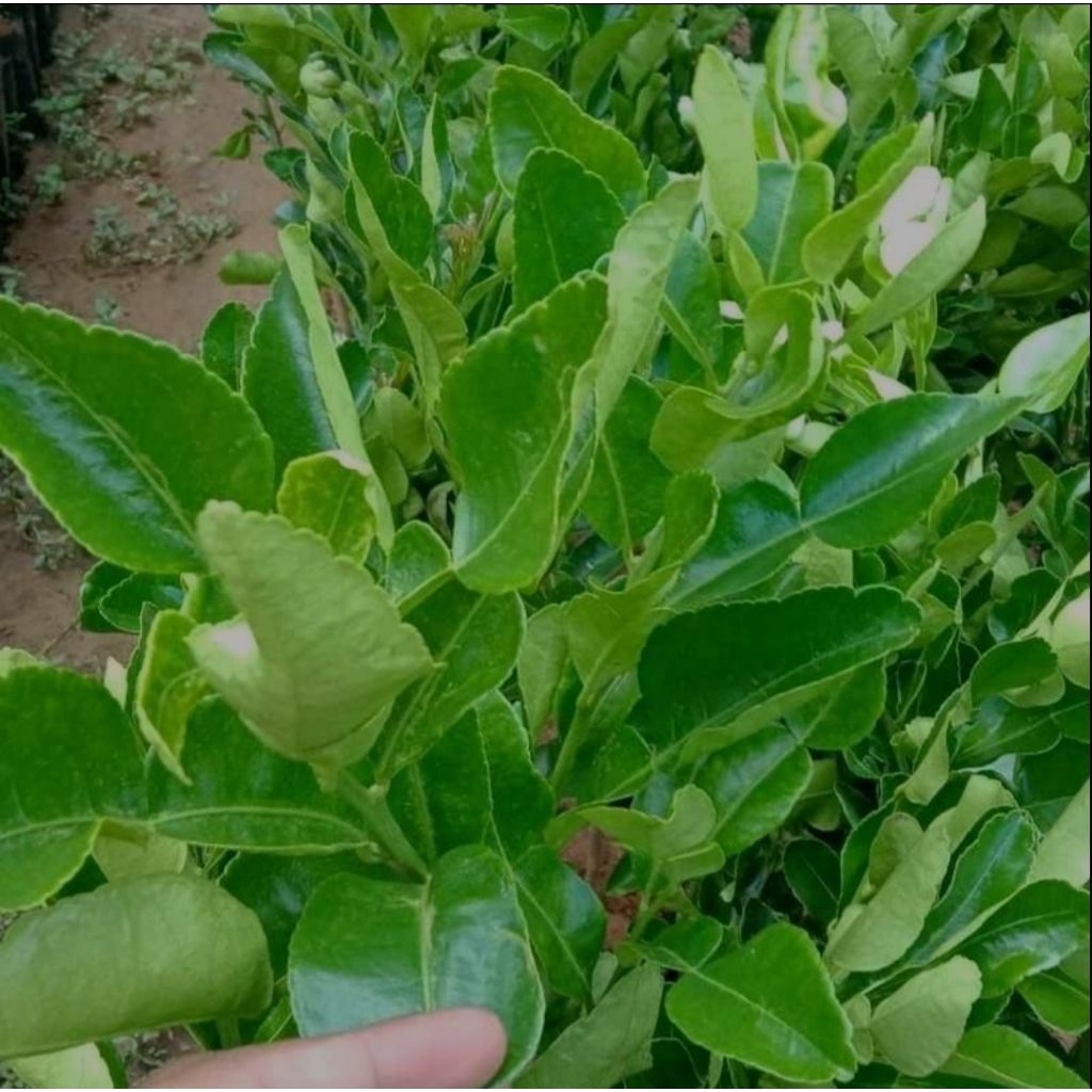 bibit tanaman jeruk purut bibit jeruk purut okulasi jeruk purut