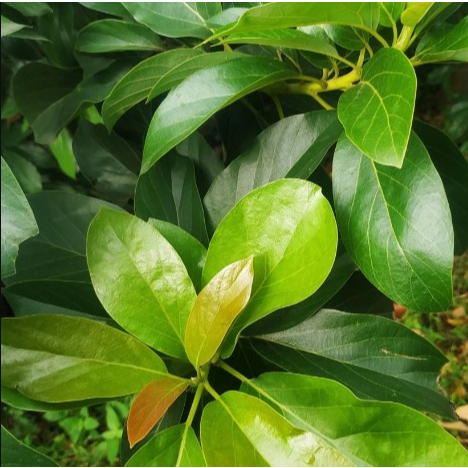 

Daun Alpukat Segar/ Daun Alpukat (dipetik saat order masuk)