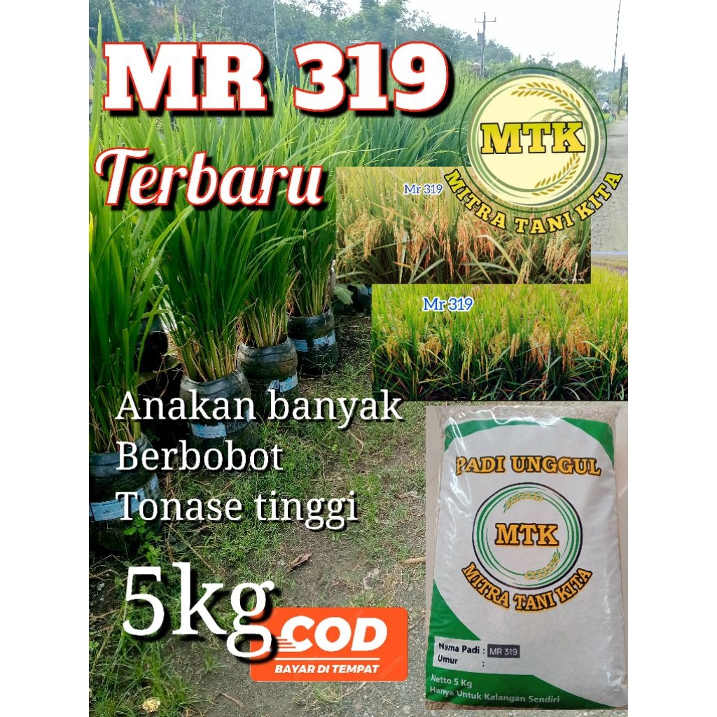 BENIH PADI MR 319 ORIGINAL KEMASAN 5KG