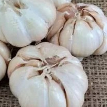 

bawang putih bulat 250g
