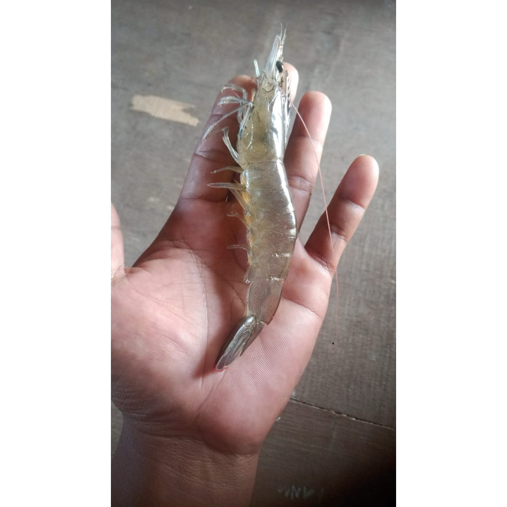 

Udang Vaname Fresh 1KG