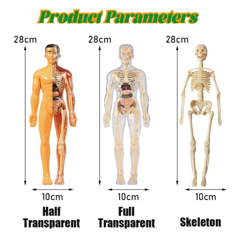 Human Body Anatomy Model - Mainan Dokter - Mainan Tengkorak - Human Organs - Mainan Edukasi