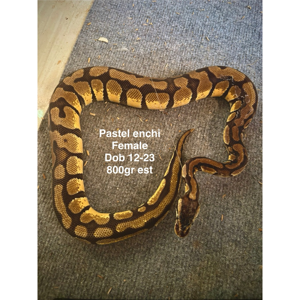 Ball python pastel enchi female