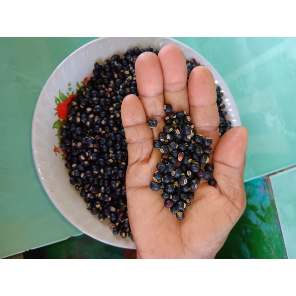 

Kacang / Biji Lebui Lombok
