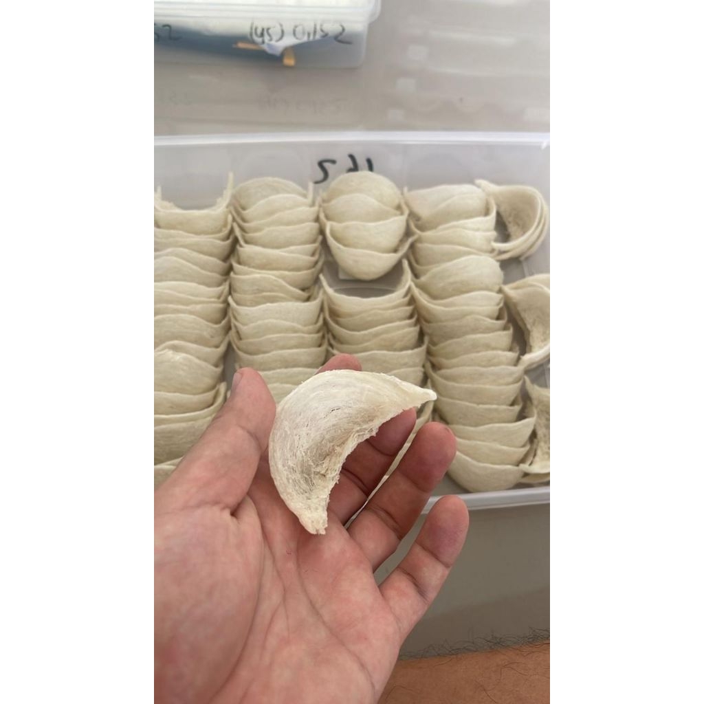 

Sarang Burung Walet Kering Asli 1 Gram | Bahan Minuman Sehat & Herbal Alami | Kaya Nutrisi untuk Stamina & Kulit Cerah