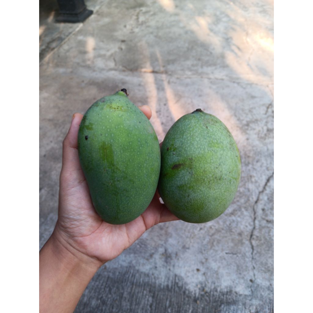 Mangga Muda madu manalagi