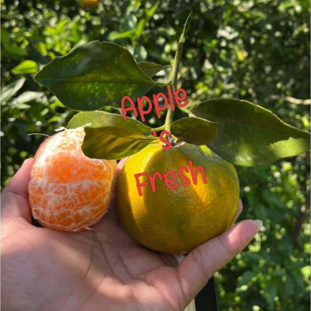 

Jeruk keprok Siem khas kota batu malang 1kg