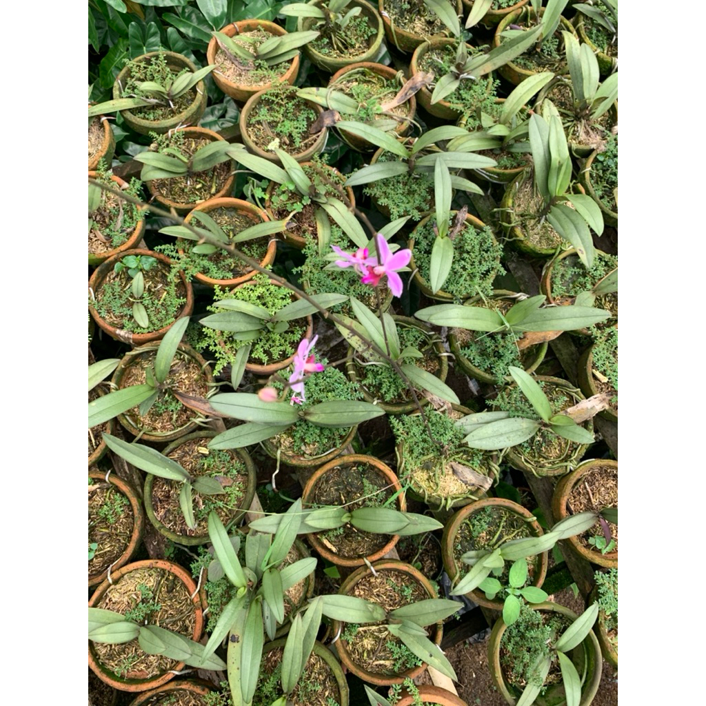 BISA COD ANGGREK DORITIS/anggrek doritis murag