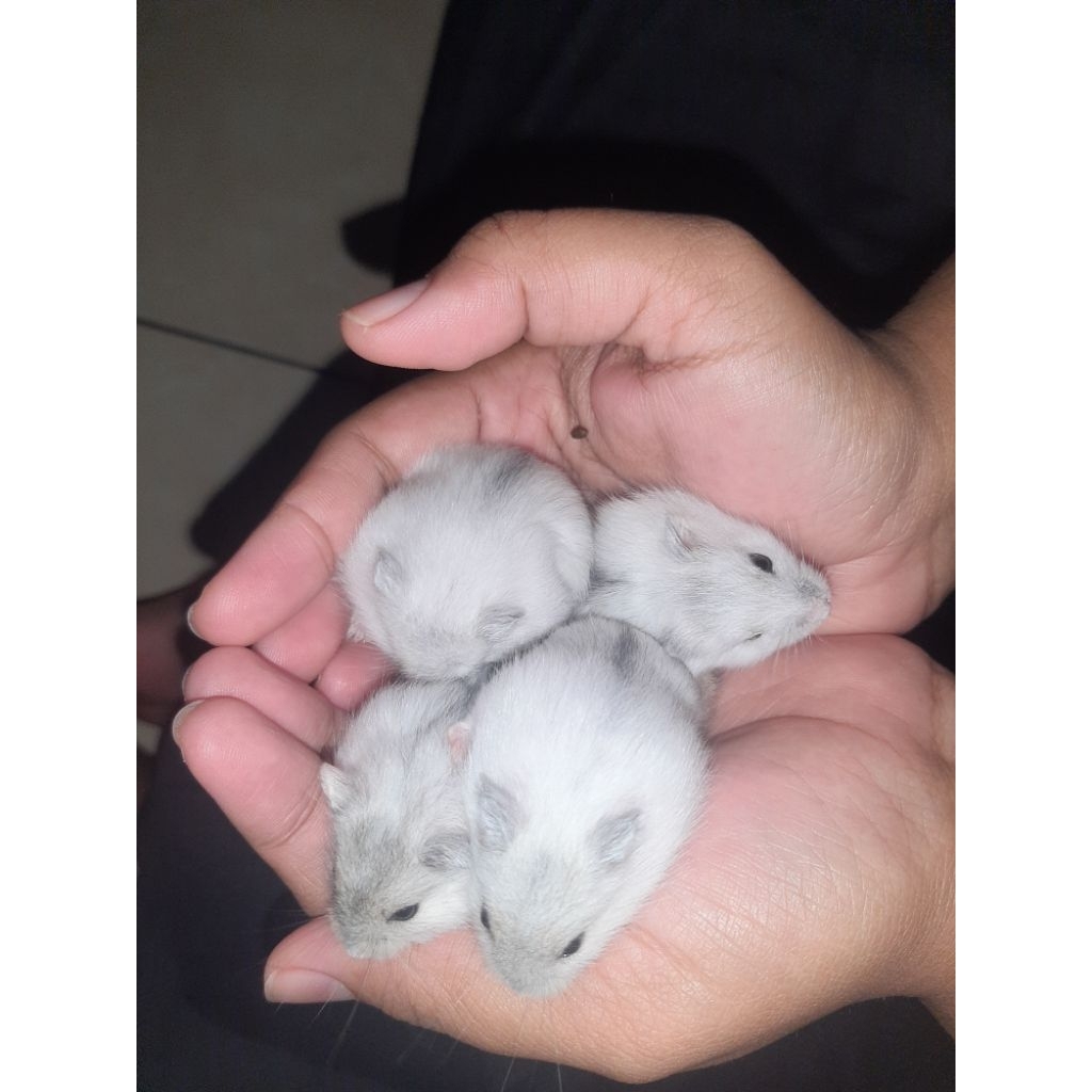 Hamster Winter White