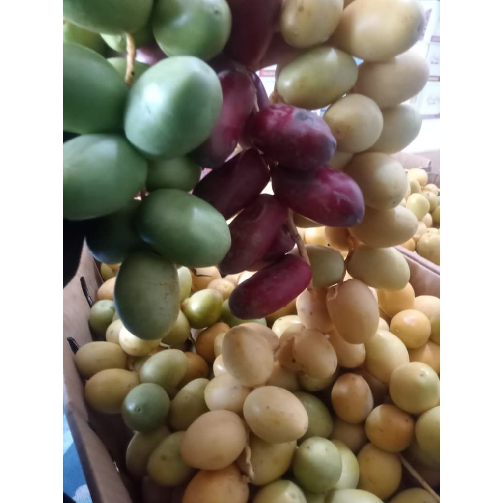 

500 Gram Kurma Muda MIX CAMPUR FRESH NO FROZEN Kurmud Segar Original 1/2kg | Kurma Muda Promil| Kurmud Promil