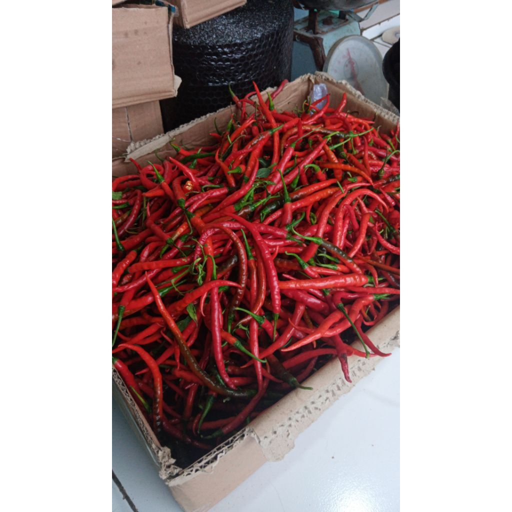 

cabe kriting merah (CMK)