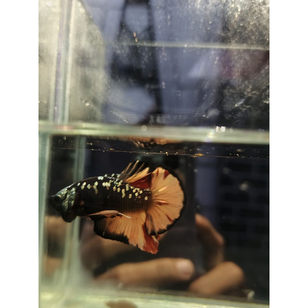 IKAN CUPANG PLAKAT AVATAR COOPER GOLD JANTAN JARANG ADA HIASAN AQUARIUM