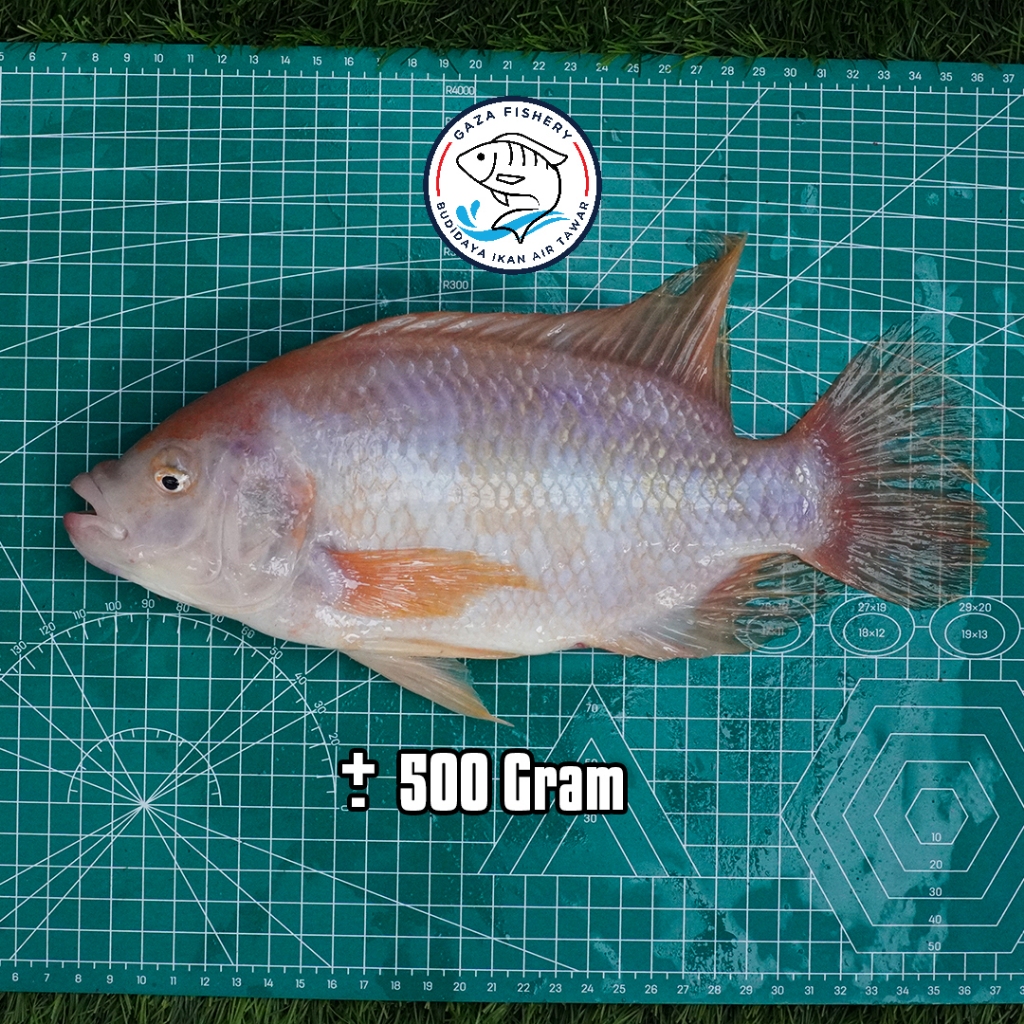 

Ikan Nila Merah Segar 1kg Isi 2 Ekor Gratis Dibersihkan Dan Sudah Siap Masak