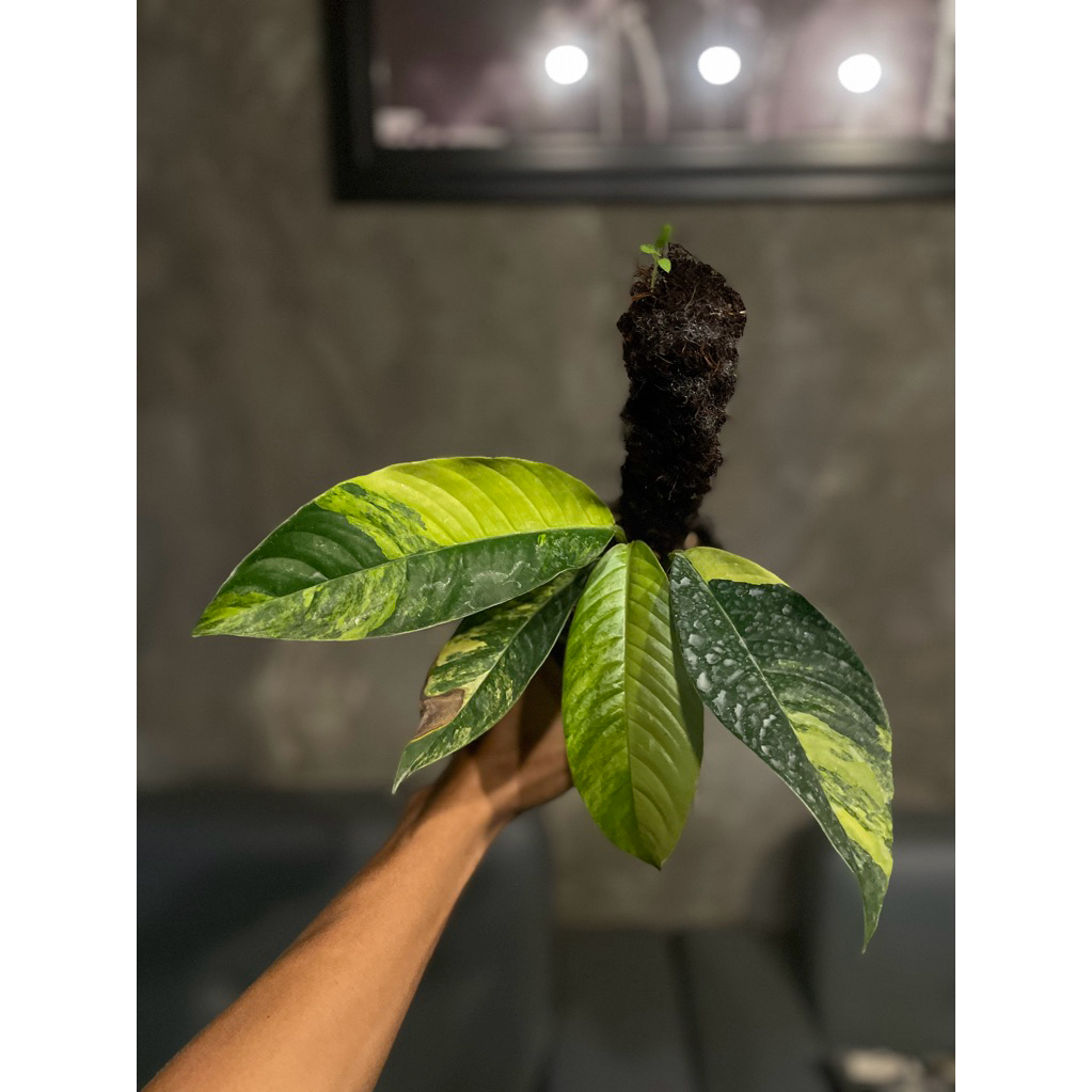 tanaman hias rhaphidophora foraminifera variegata kuning aurea