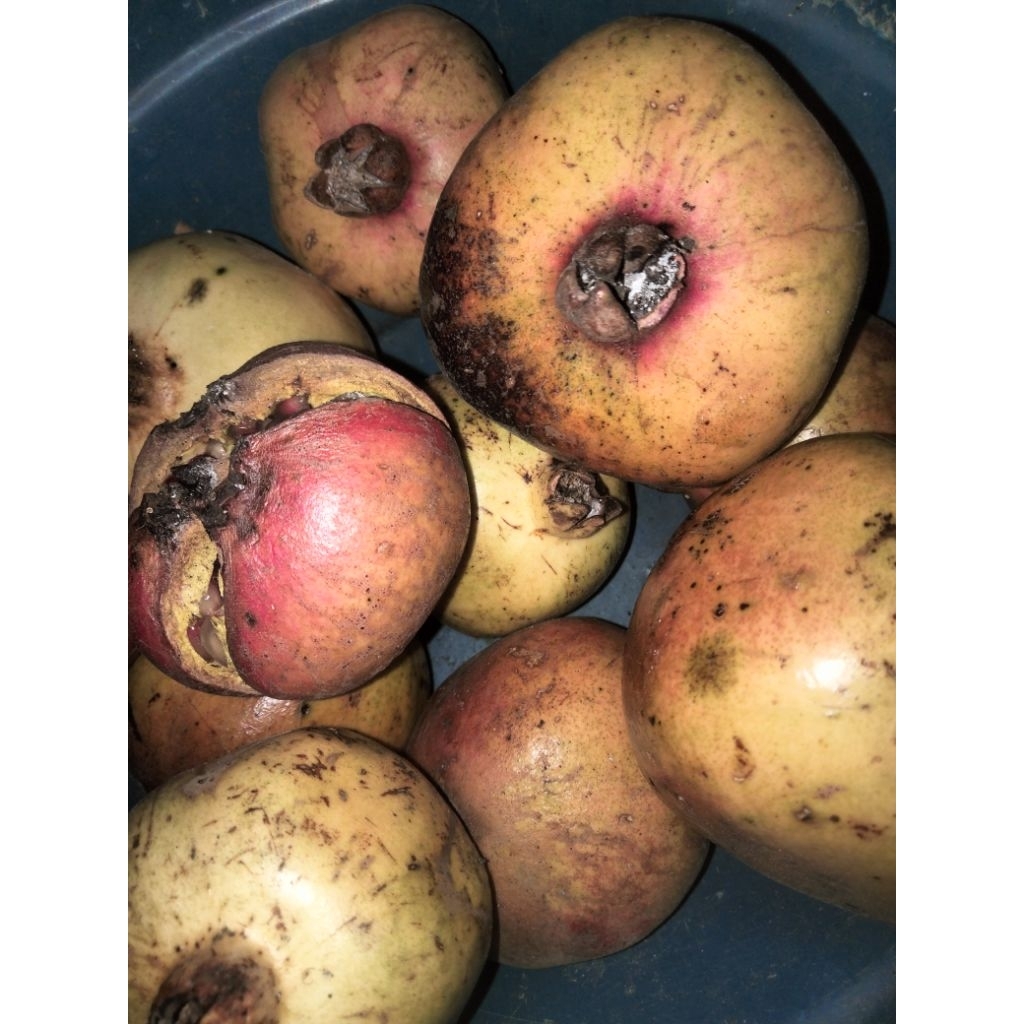 

buah delima ukuran besar/sedang/kecil 1 kg
