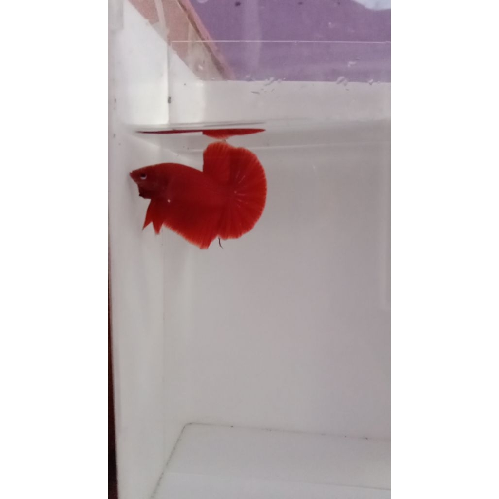 ready dan murah , ikan cupang kontes murah HMPK dasar merah atau bester size lepas baby
