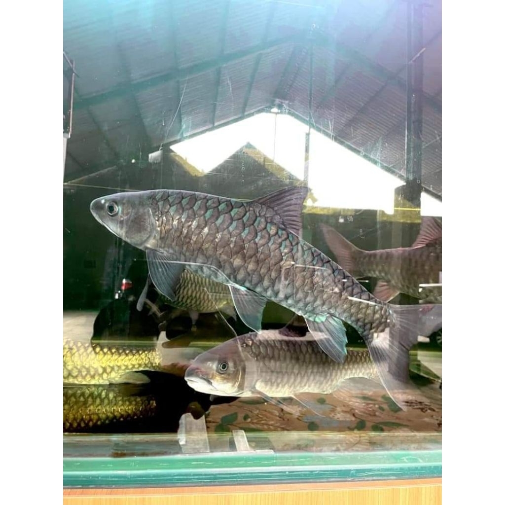 Stiker Tor Tambroides Malang / Sengkaring