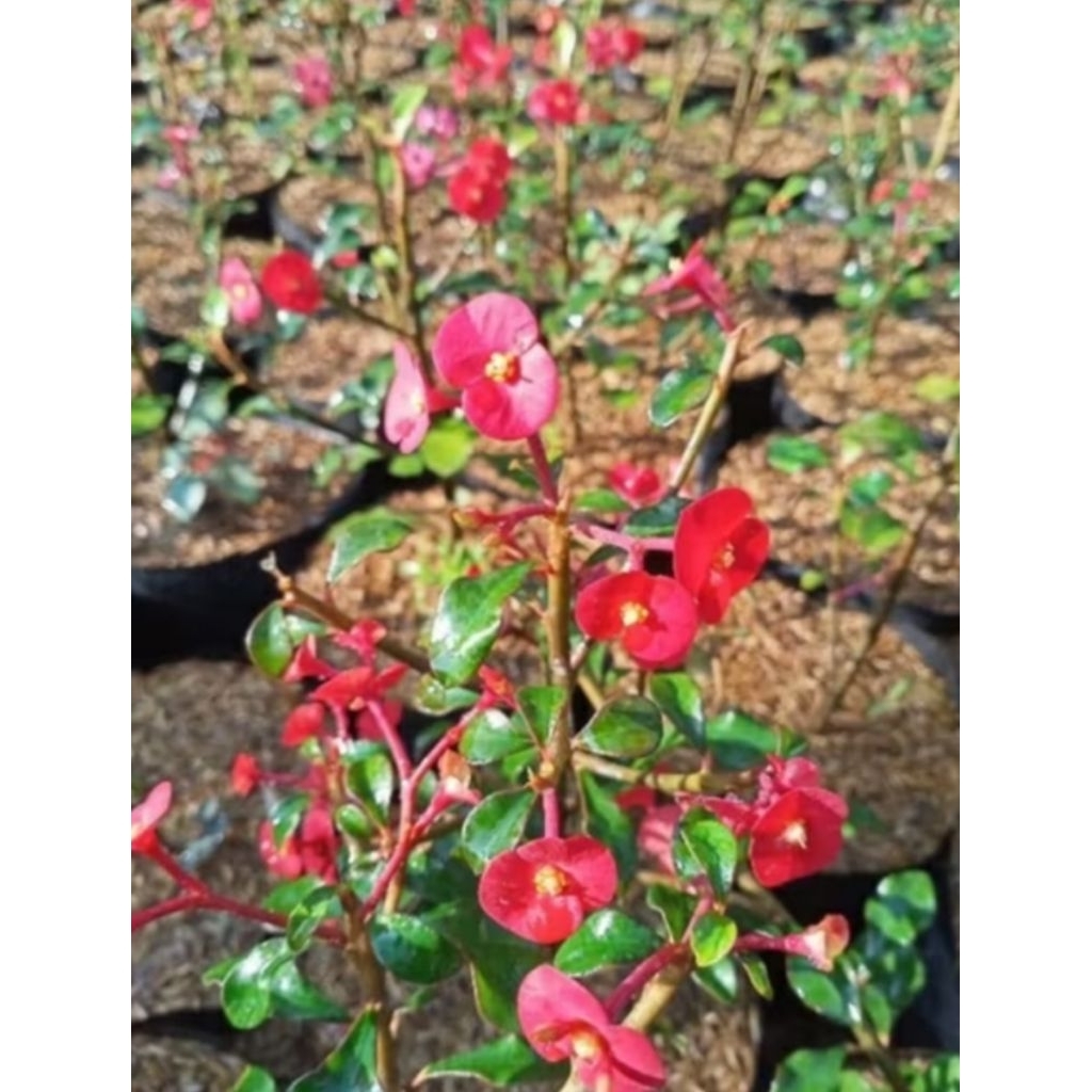 Tanaman bias Euphorbia geroldii