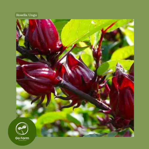 Benih Bibit Rosella Ungu