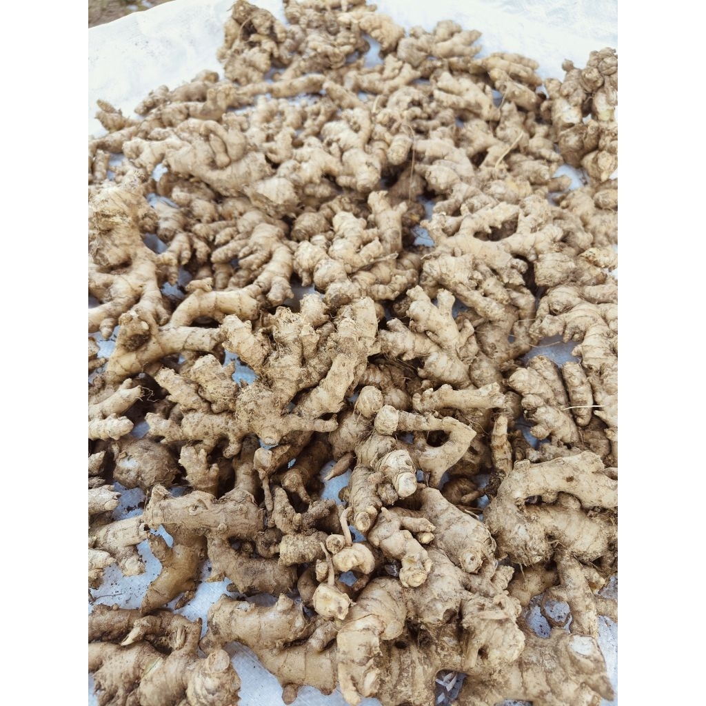 

JAHE EMPRIT" SUPER" 1 KG BUMBU DAPUR MURAH SEGAR TUA (COD)