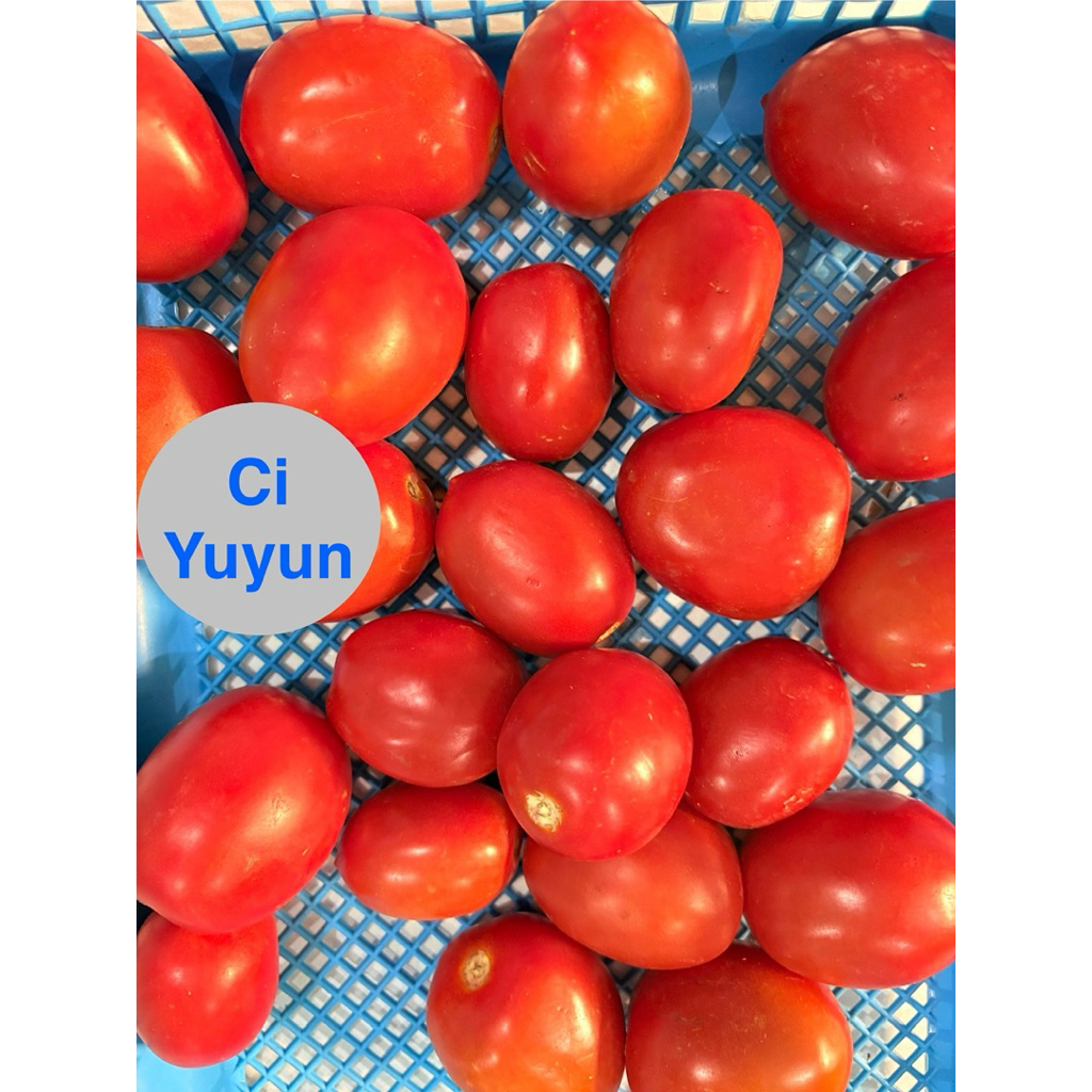 

Tomat segar, Tomato,Tomat pilihan,Tomat 250 gram,500gram - Tomat merah