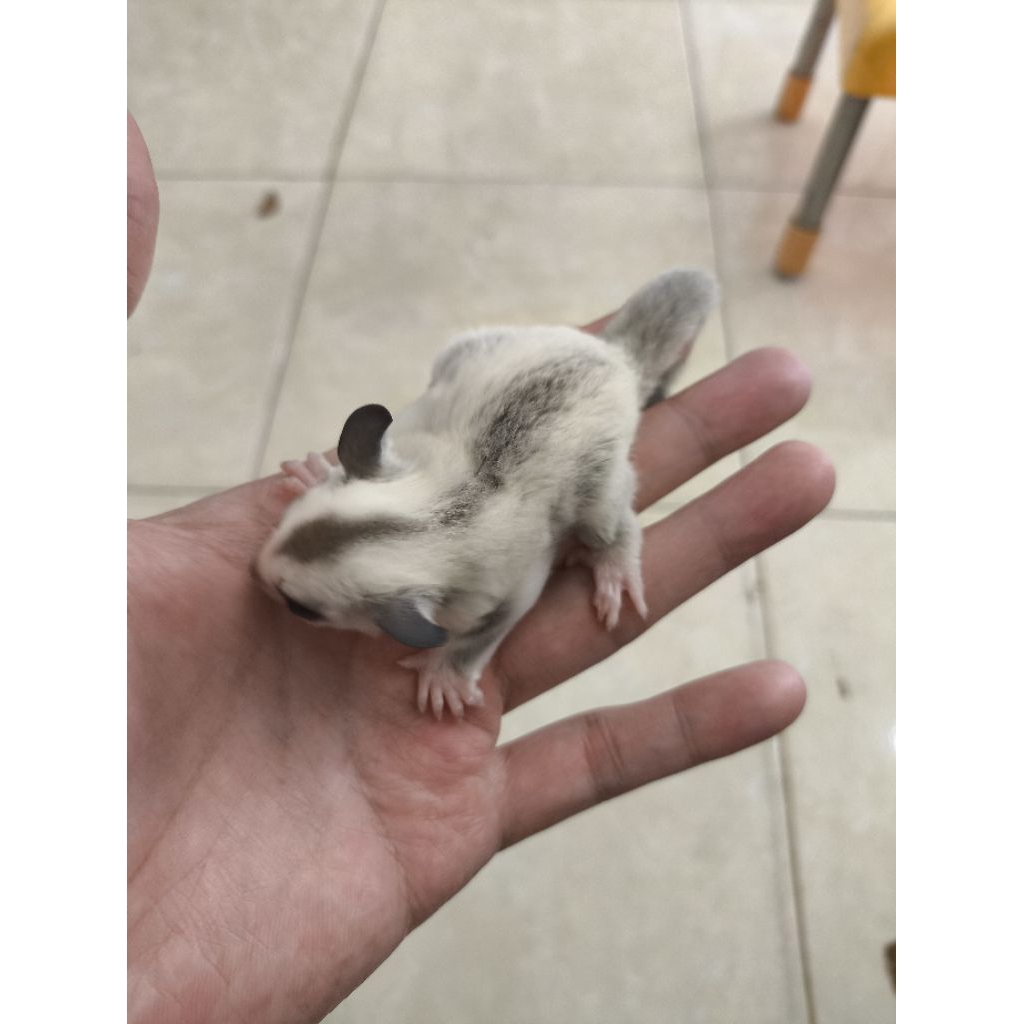 sugar glider platinum