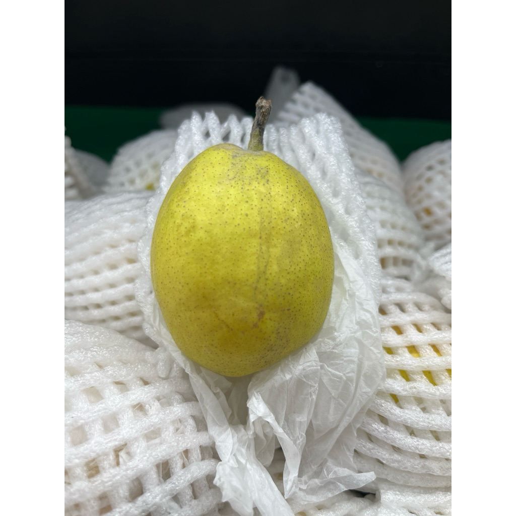 

PEAR XIANGLIE