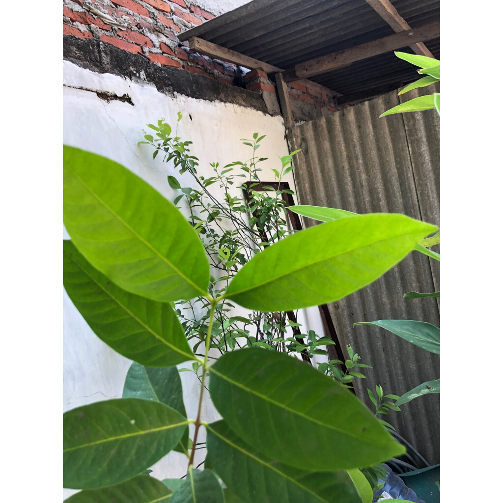 

Daun Salam per50gr Rp.5000