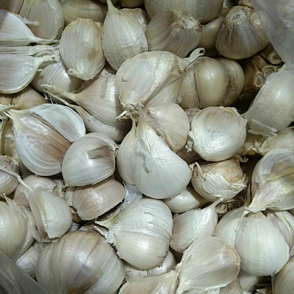 

Bawang Kating Besar Pilihan