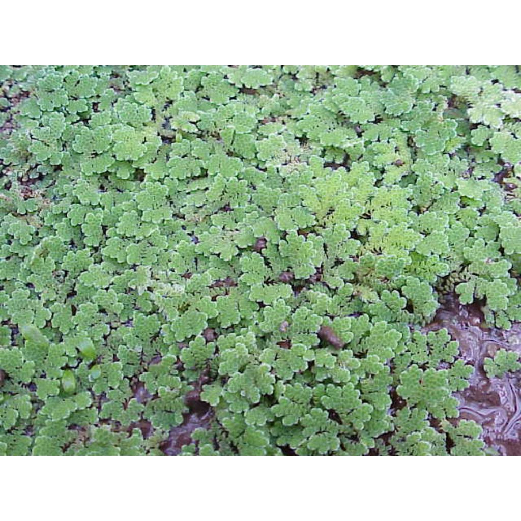 tanaman paku air azola 500 gr