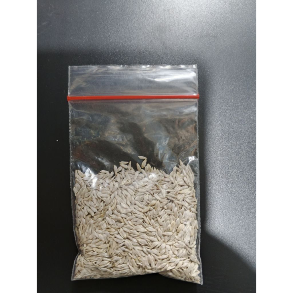 benih selada batavia bohemia f2