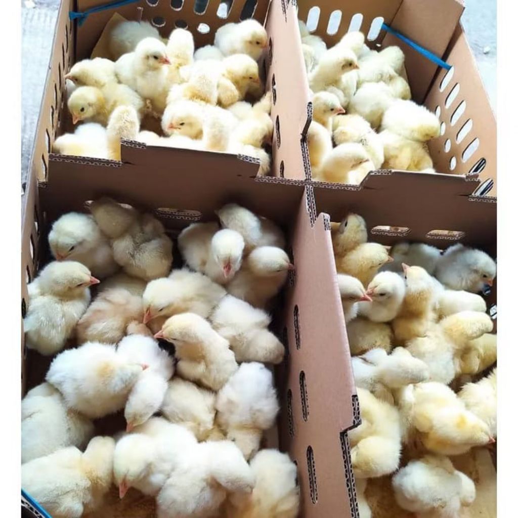 ANAK AYAM BROILER 1 BOX ISI 102 EKOR - DOC AYAM BROILER - GRATIS PUR AYAM