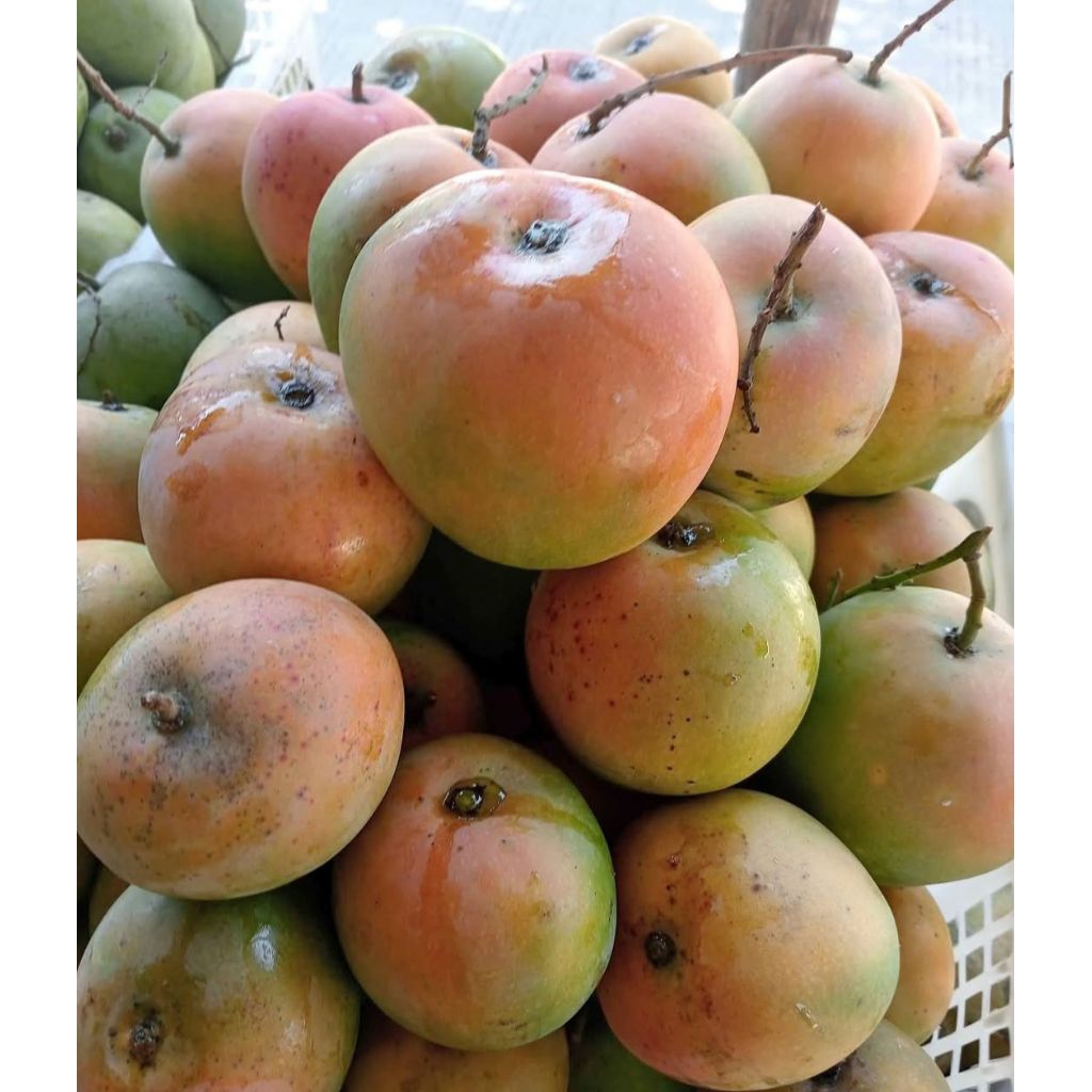 

MANGGA GEDONG 1KG FRESH