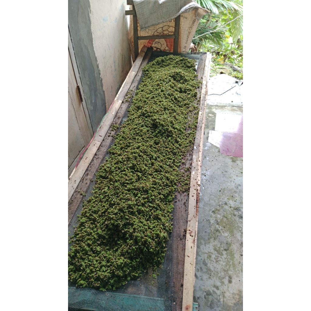 Bibit Azolla super pakan ternak hewan unggas dan ikan gurame, 1 kg