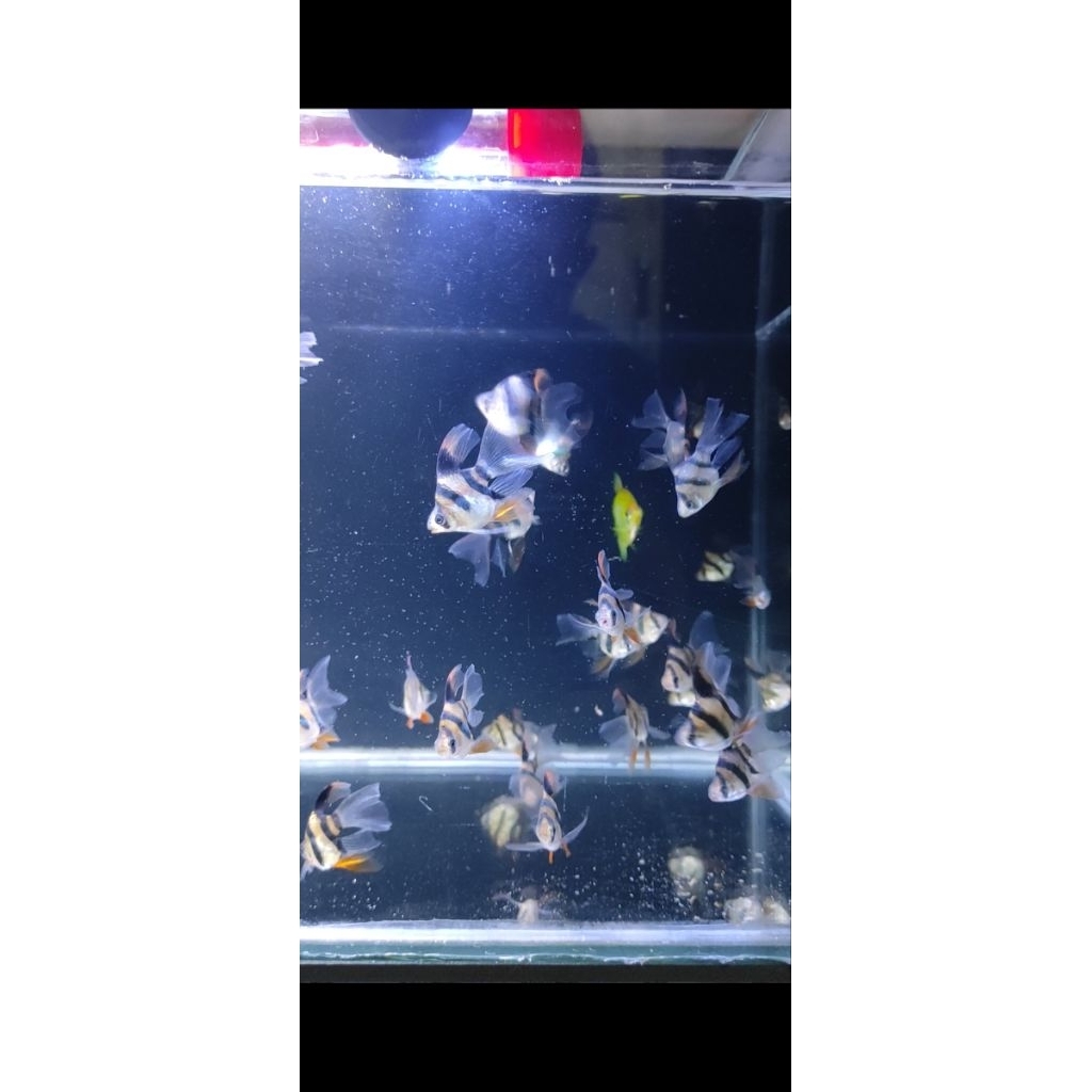 Sumatra Balon Slayer