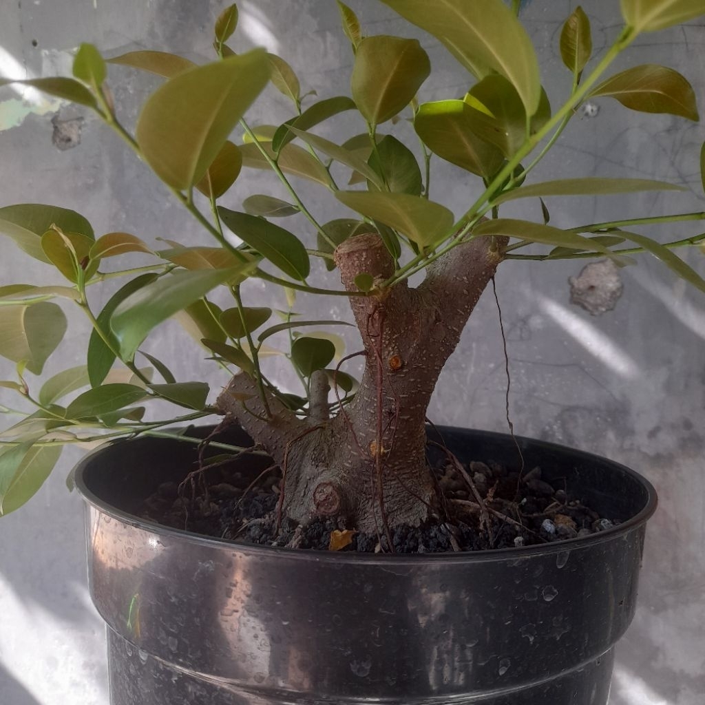 Bahan Bonsai Iprik / Ficus Retusa ( Real Pict )