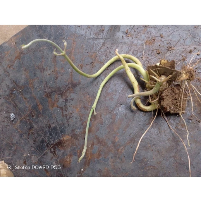 1 Pohon Bibit Gadung / Bibit Umbi Gadung 1 Tangkai