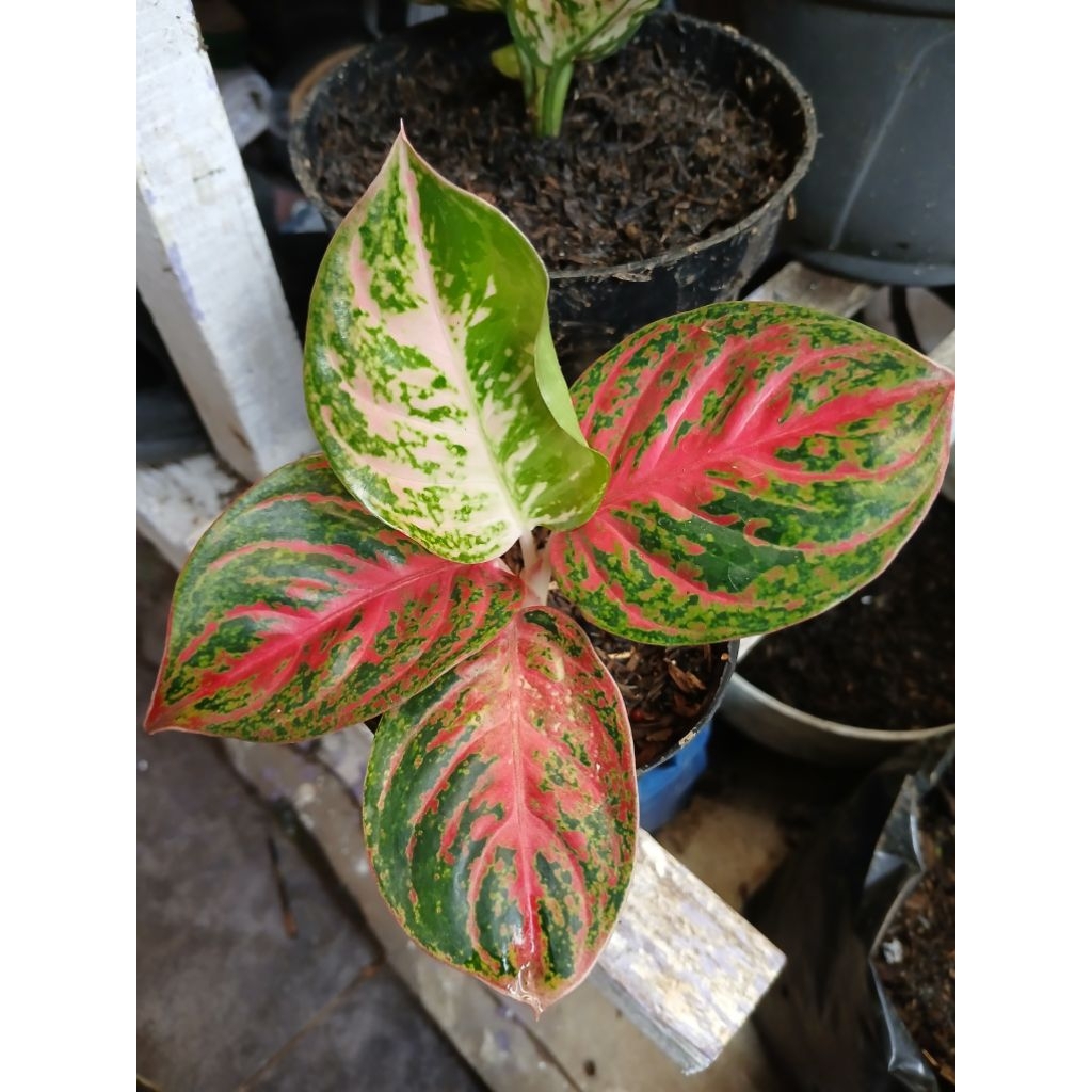 Aglaonema widuri
