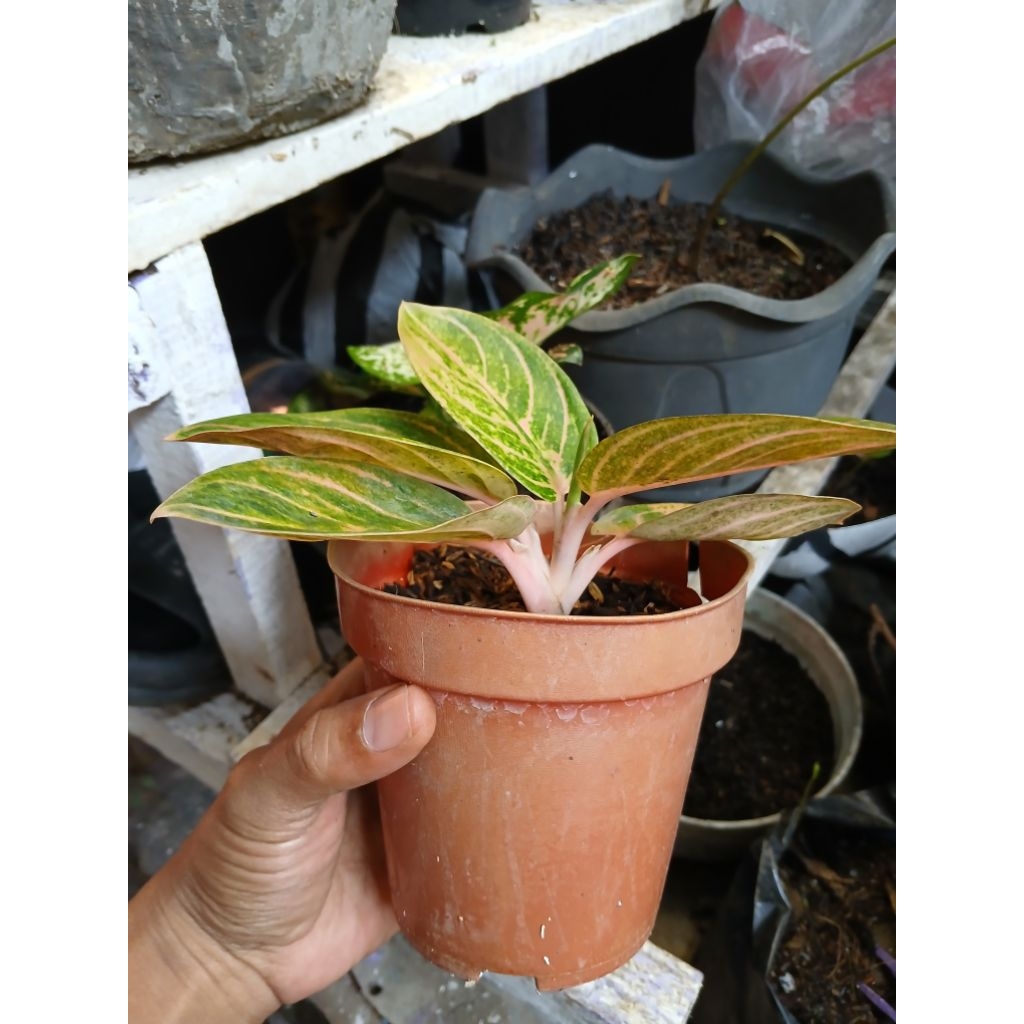 Aglaonema Rinjani
