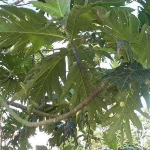 Daun Kluwih - Daun Sukun Segar 500gr