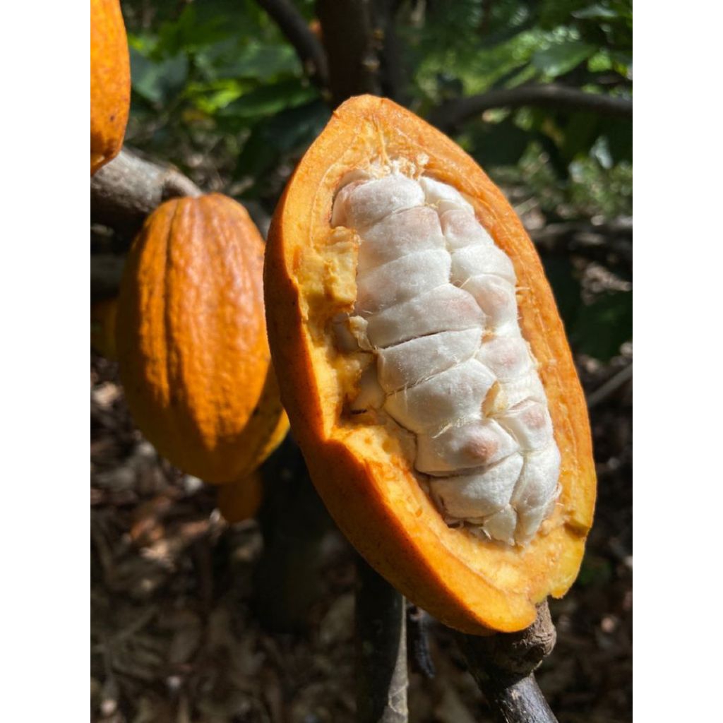 

buah kakao matang fresh 1kg