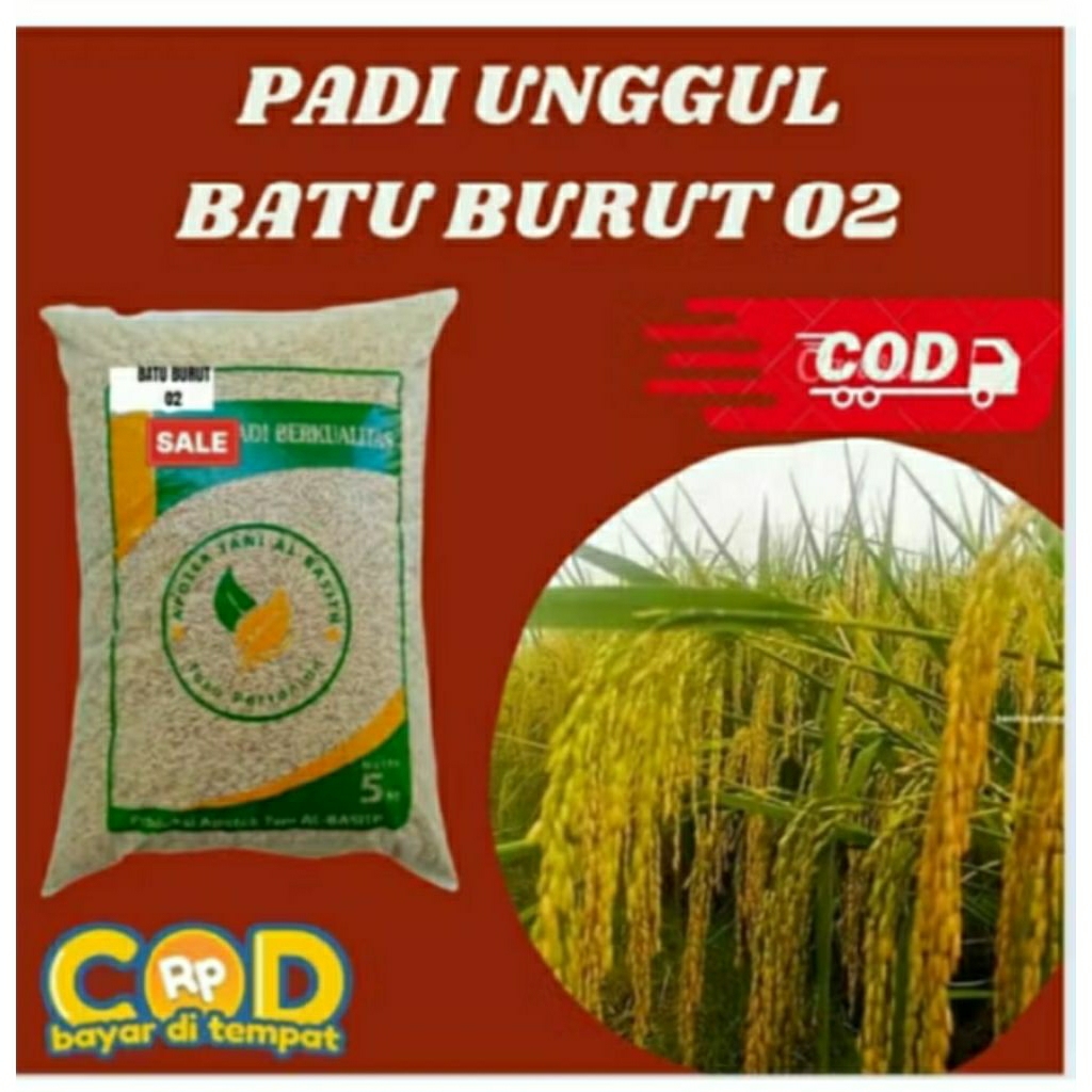 ( 5KG) BENIH PADI UNGGUL BATUTA.02