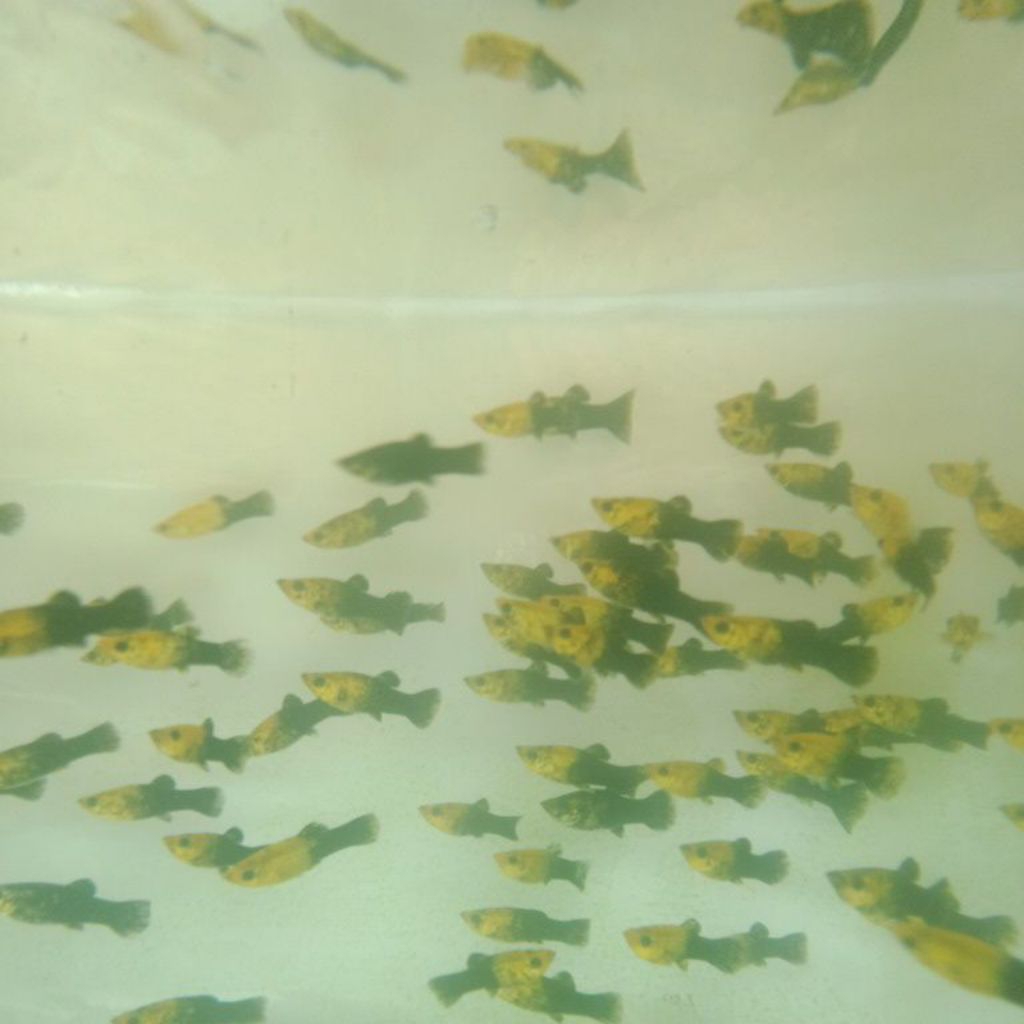 

ikan moly golden black murah isi (5)