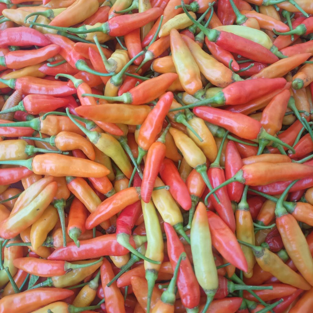 

Cabe rawit/ Cabai rawit super 1 kg (petik by order)