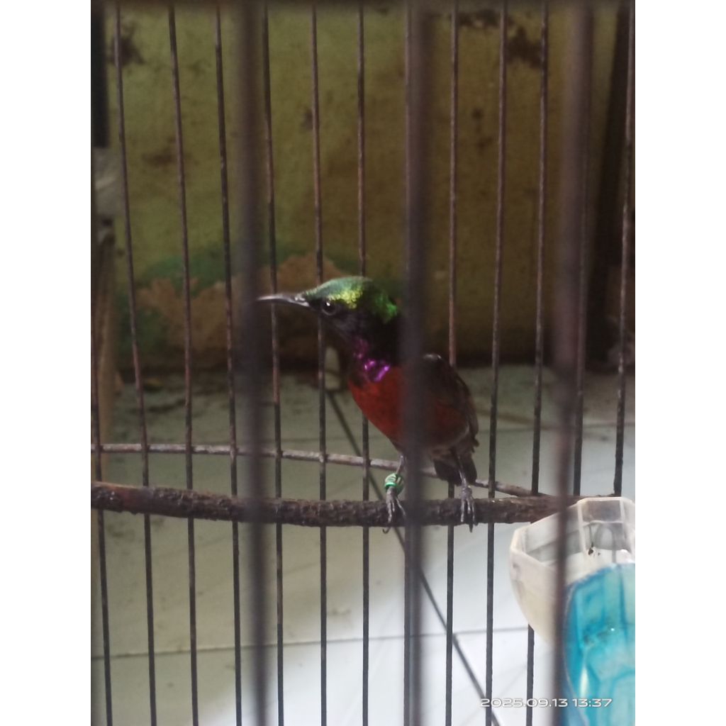 king konin rawatan lama dari trotol rawatan pribadi