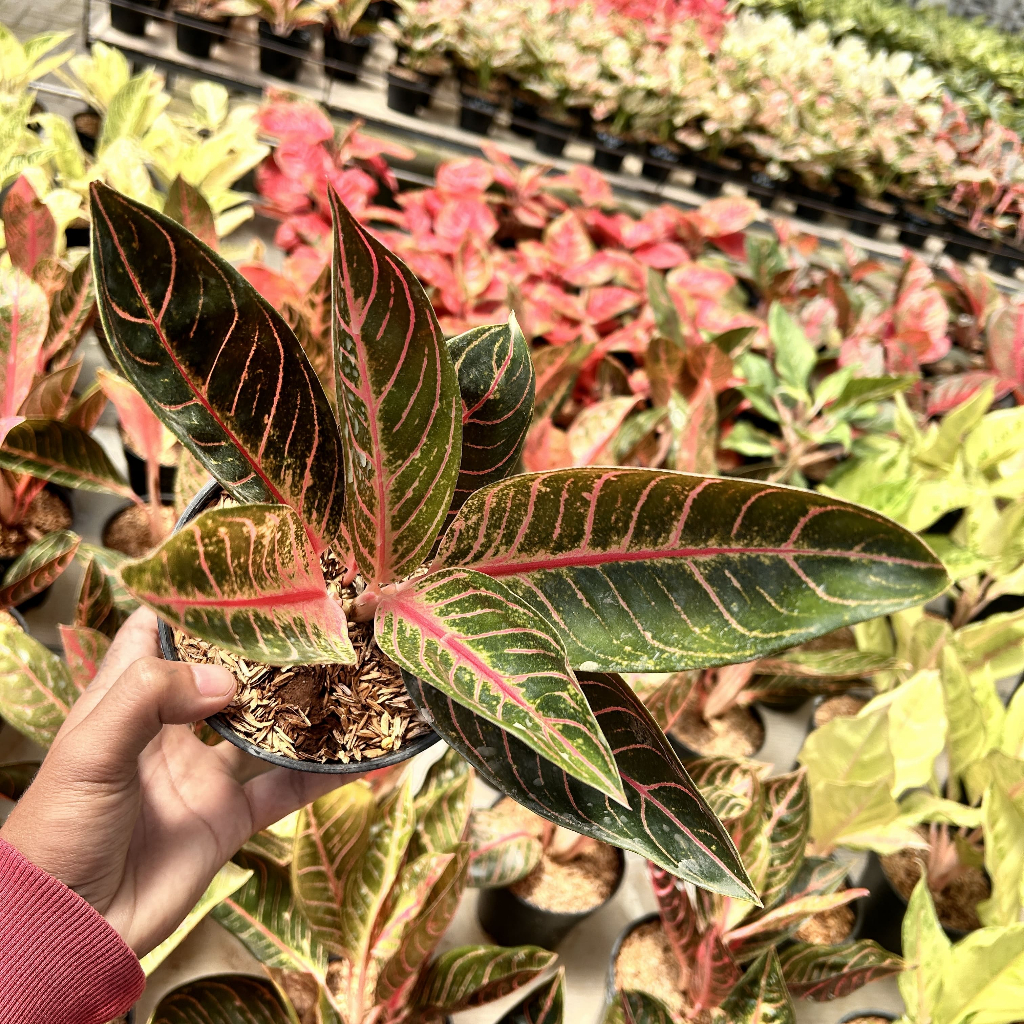 Tanaman Aglonema Pride Sumatra
